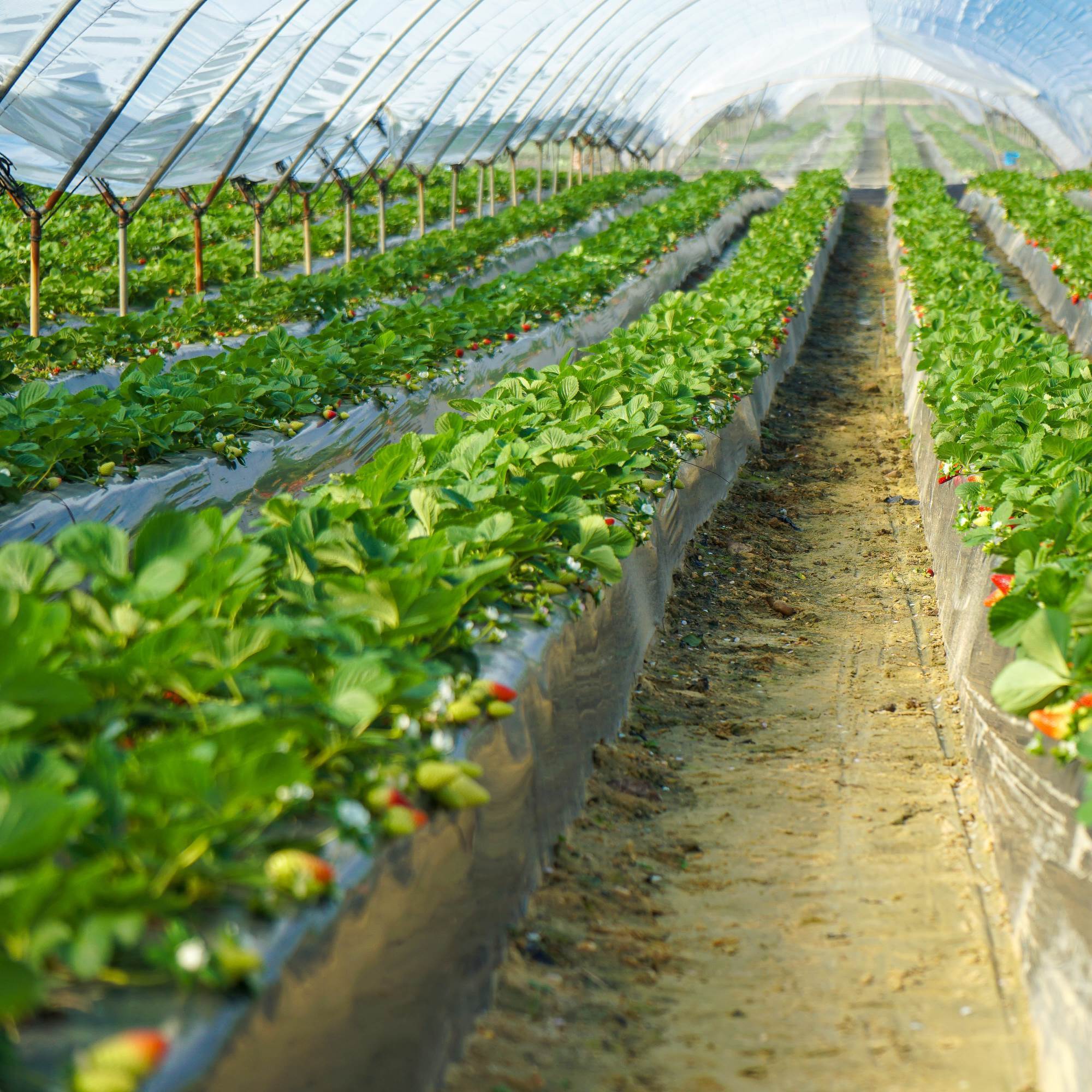 Irriwise Solutions