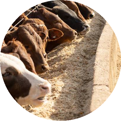 Irriwise Solutions