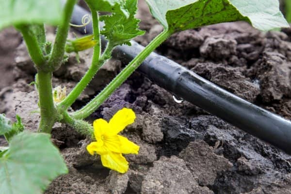 Irriwise Solutions