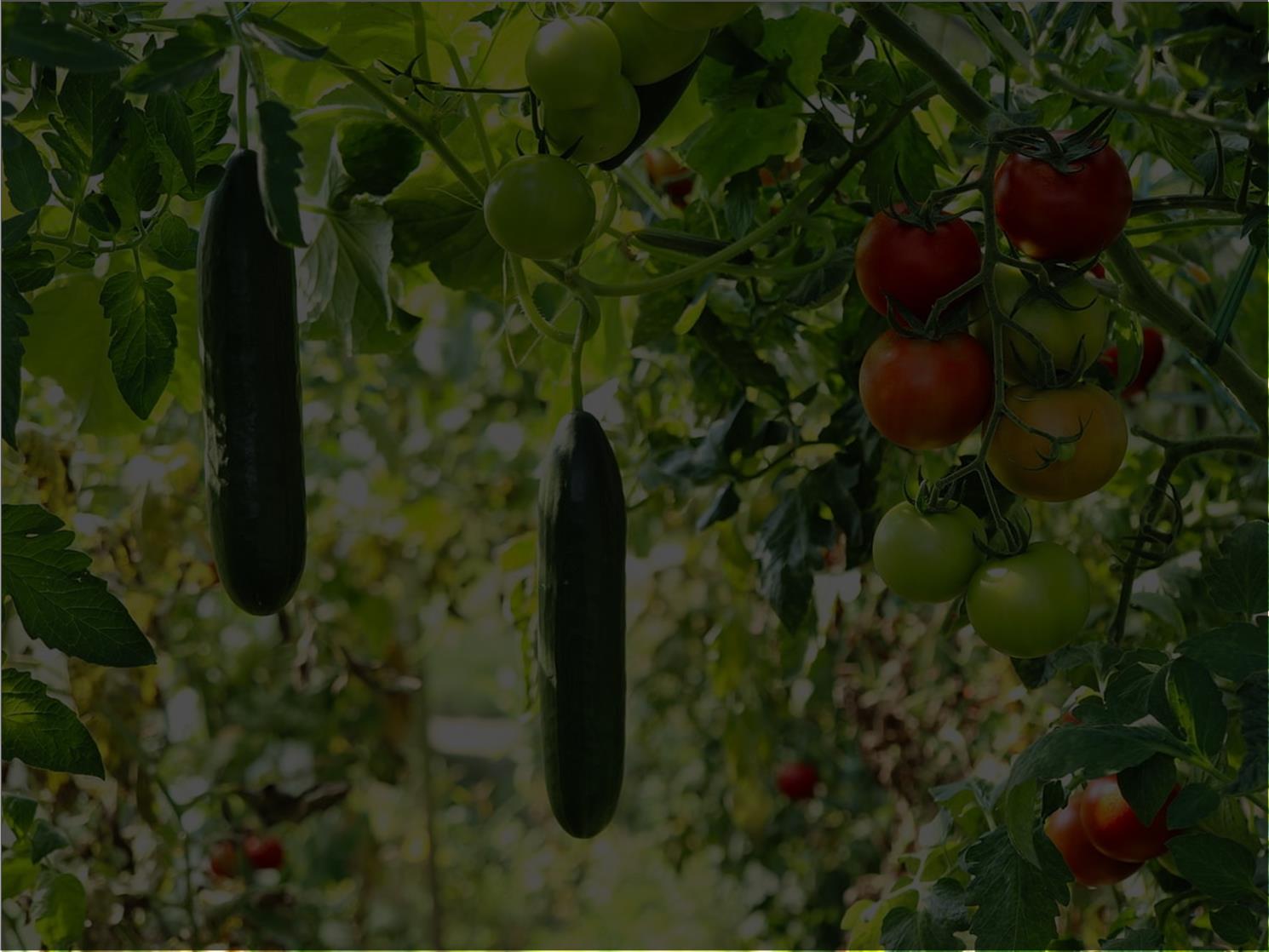 Irriwise Solutions agriculture Rwanda