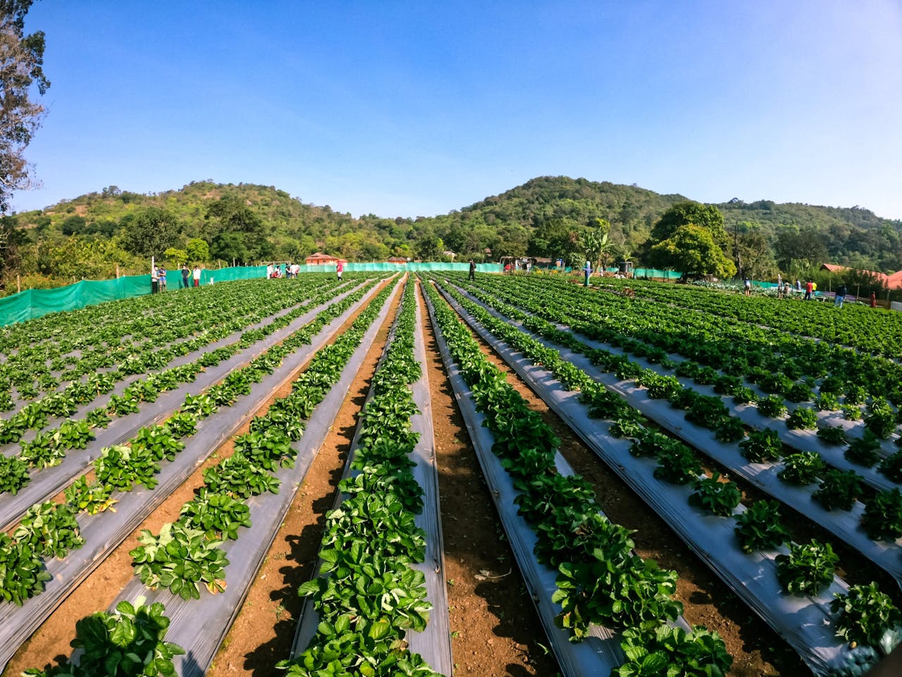 Irriwise Solutions