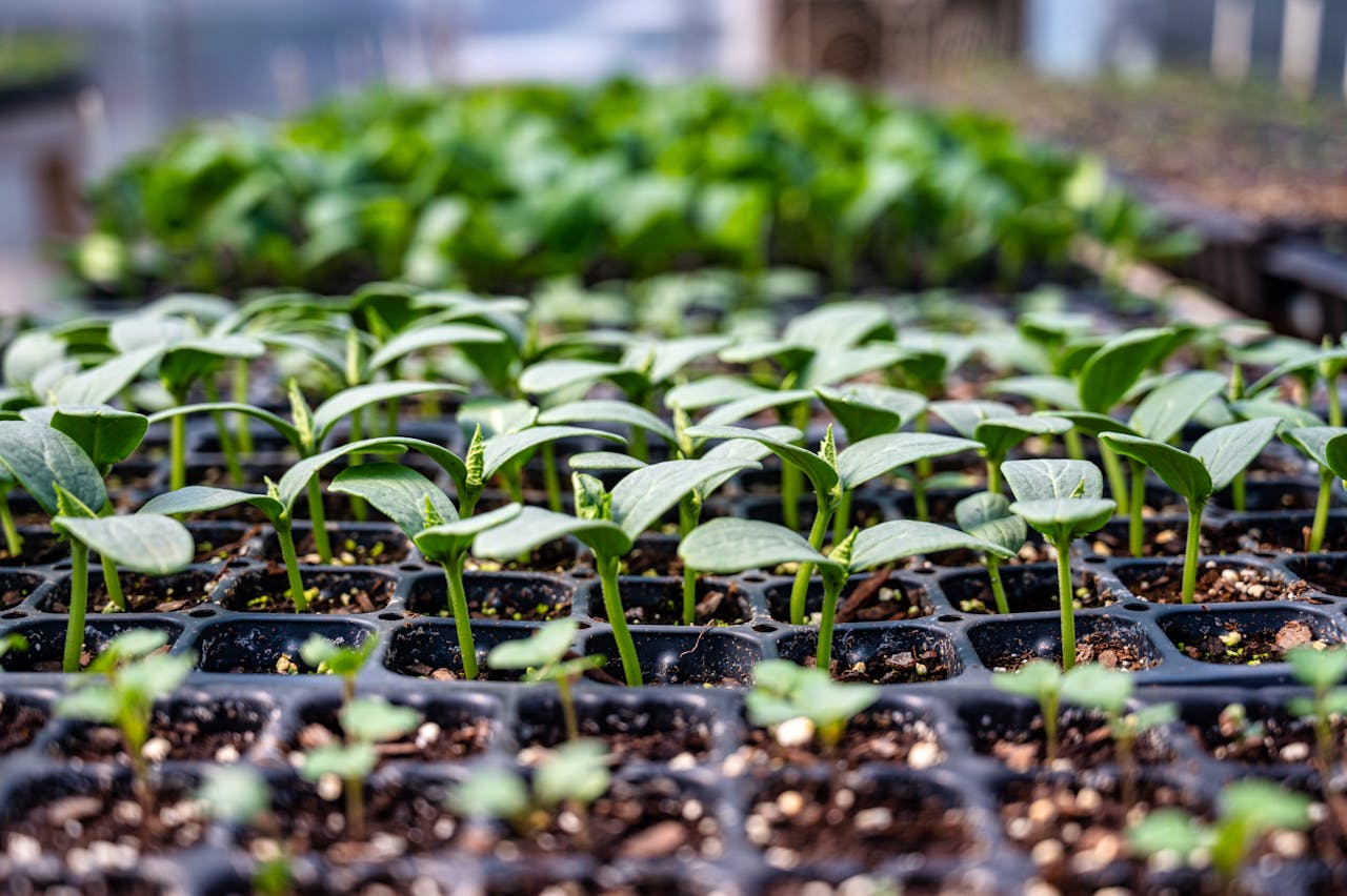 Irriwise Solutions